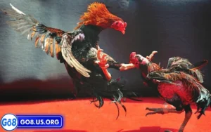 Giới thiệu về đá gà Philippines là gì?