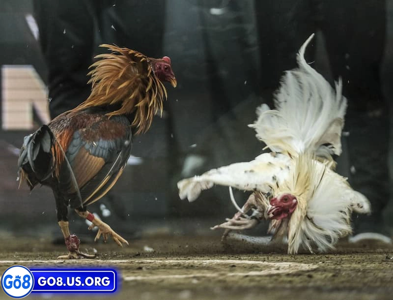 Lịch sử phát triển của đá gà Philippines